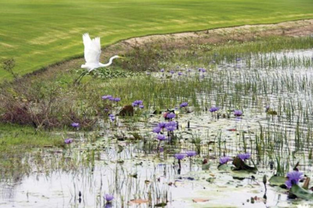 the olympic golf course has 263 animal species in the area but experts believe they may not affect the game photo afp the olympic golf course has 263 animal species in the area but experts believe they may not affect the game photo afp