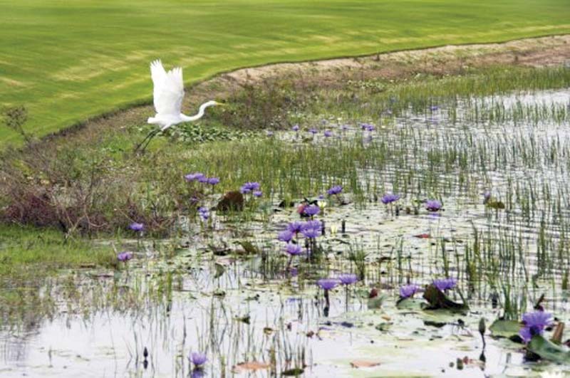 the olympic golf course has 263 animal species in the area but experts believe they may not affect the game photo afp