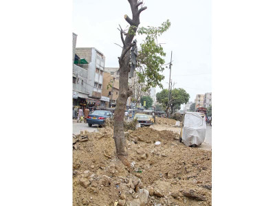nature preservation green line brt tree transplantation begins nature preservation green line brt tree transplantation begins