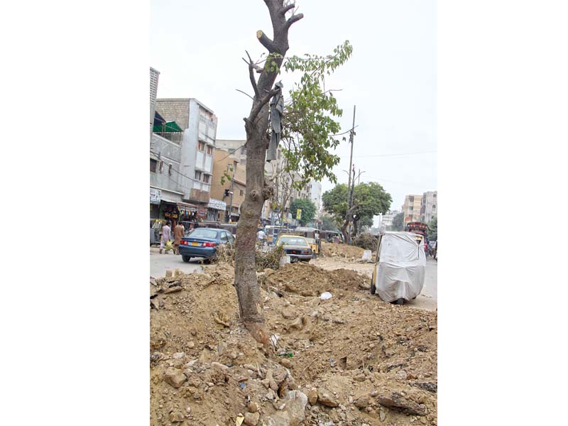 of a total of 7 321 trees that have to be removed for the construction of the green line 6 321 will be chopped down as they are the banned conocarpus and eucalyptus the remaining trees will be replanted photo aysha saleem express