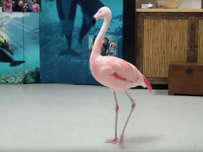famed flamingo pinky dead in florida after man attacks it famed flamingo pinky dead in florida after man attacks it
