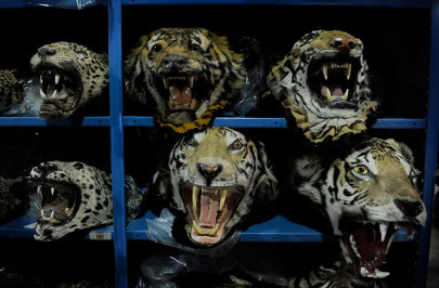 wwf calls for crackdown on illegal wildlife trade in pakistan wwf calls for crackdown on illegal wildlife trade in pakistan