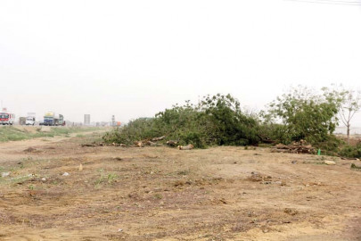 tree cutting mourning the loss of the young neems