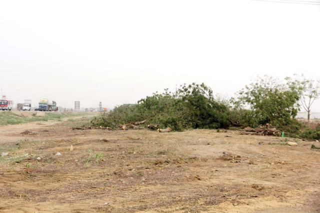 a total of 540 nine year old neem trees were bulldozed to make way for a private cattle market just before eidul azha photo athar khan express a total of 540 nine year old neem trees were bulldozed to make way for a private cattle market just before eidul azha photo athar khan express