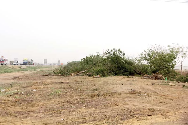 a total of 540 nine year old neem trees were bulldozed to make way for a private cattle market just before eidul azha photo athar khan express a total of 540 nine year old neem trees were bulldozed to make way for a private cattle market just before eidul azha photo athar khan express