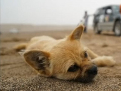 extreme runner wants to be reunited with chinese stray dog extreme runner wants to be reunited with chinese stray dog