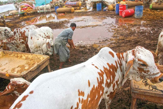 the thousands of bovines from punjab and interior sindh that made their way to what is considered asia s biggest cattle market were in for a surprise when they arrived at the flooded market photo athar khan express the thousands of bovines from punjab and interior sindh that made their way to what is considered asia s biggest cattle market were in for a surprise when they arrived at the flooded market photo athar khan express