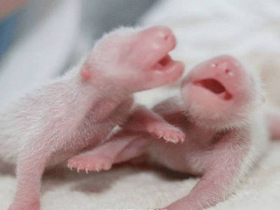 panda twins born in china s sichuan province panda twins born in china s sichuan province