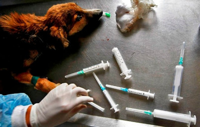 kashmir when the dogs came marching in