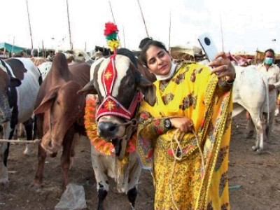 woman blazes a trail through cattle markets