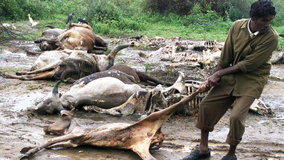 low caste indians beaten up over dead cow low caste indians beaten up over dead cow