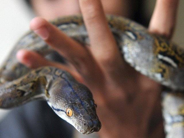 khalid says there is a need to raise awareness about what to do in case of snakebite photo afp