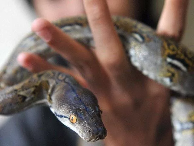 khalid says there is a need to raise awareness about what to do in case of snakebite photo afp khalid says there is a need to raise awareness about what to do in case of snakebite photo afp