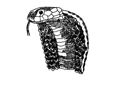 snakebite cases snakebite cases