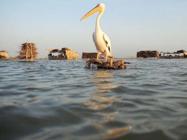 a pelican perches on manchar lake one of the largest freshwater lakes in asia it has been poisoned by agricultural runoffs for years photo file a pelican perches on manchar lake one of the largest freshwater lakes in asia it has been poisoned by agricultural runoffs for years photo file