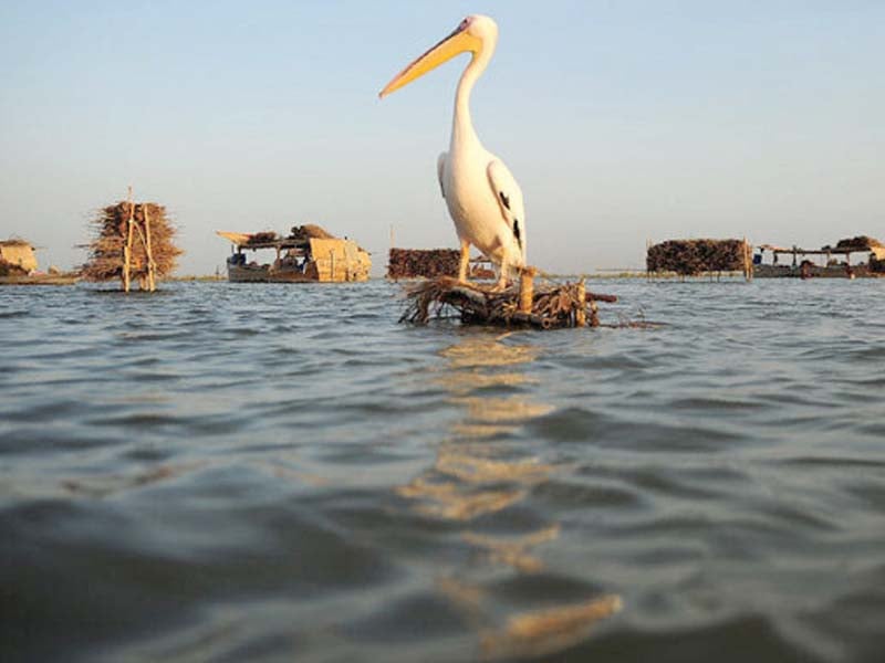 a pelican perches on manchar lake one of the largest freshwater lakes in asia it has been poisoned by agricultural runoffs for years photo file