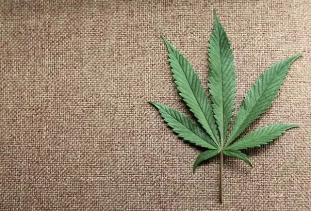 a marijuana leaf is displayed at canna pi medical marijuana dispensary in seattle washington photo reuters a marijuana leaf is displayed at canna pi medical marijuana dispensary in seattle washington photo reuters