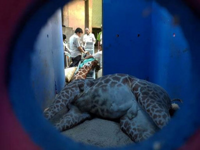giraffe dies of anxiety in latest taiwan animal scandal