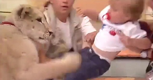 screen grab of the video showing a lion cub attacking a toddler during a live tv show screen grab of the video showing a lion cub attacking a toddler during a live tv show