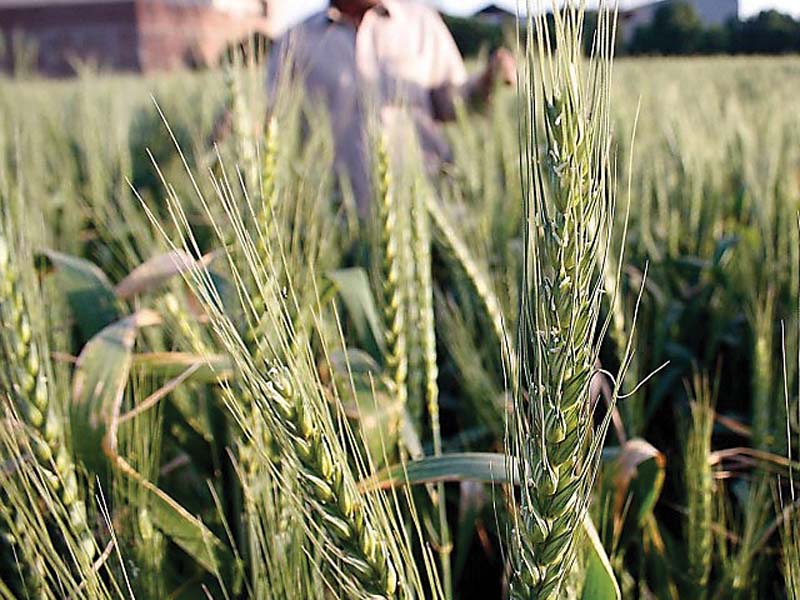 the ministry of climate change has given the green light to two multinational companies for commercialisation of the gm corns which triggered widespread criticism and concerns from the farmer community and experts photo file