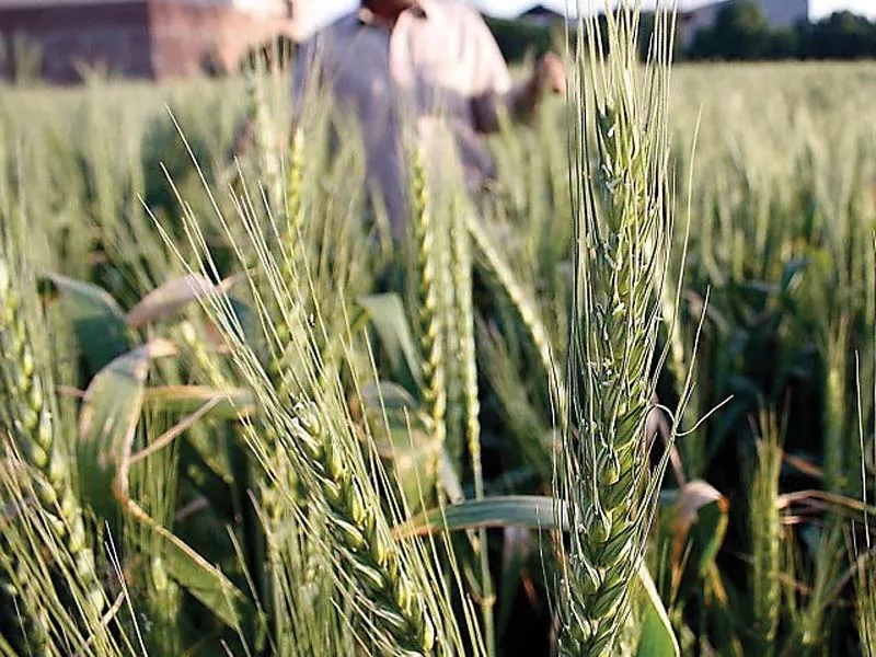 the ministry of climate change has given the green light to two multinational companies for commercialisation of the gm corns which triggered widespread criticism and concerns from the farmer community and experts photo file the ministry of climate change has given the green light to two multinational companies for commercialisation of the gm corns which triggered widespread criticism and concerns from the farmer community and experts photo file