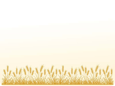 wheat seed stock nearly 0 5m short