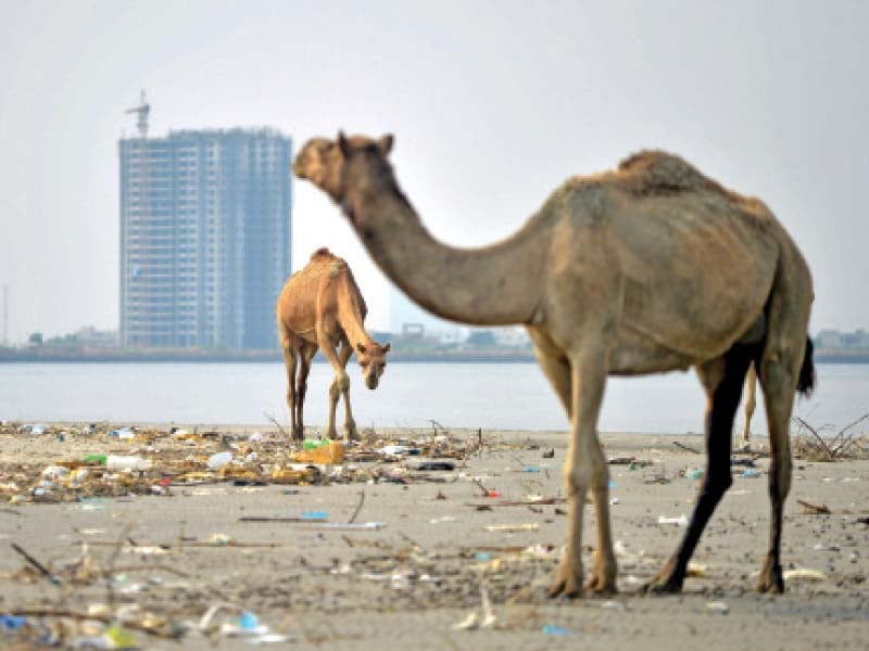 camels wander bhandal island strewn with garbage and medical waste that has washed ashore from nearby karachi which is visible behind them photo afp