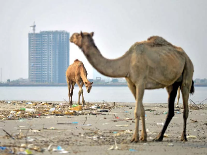 camel found dead with legs chopped off camel found dead with legs chopped off