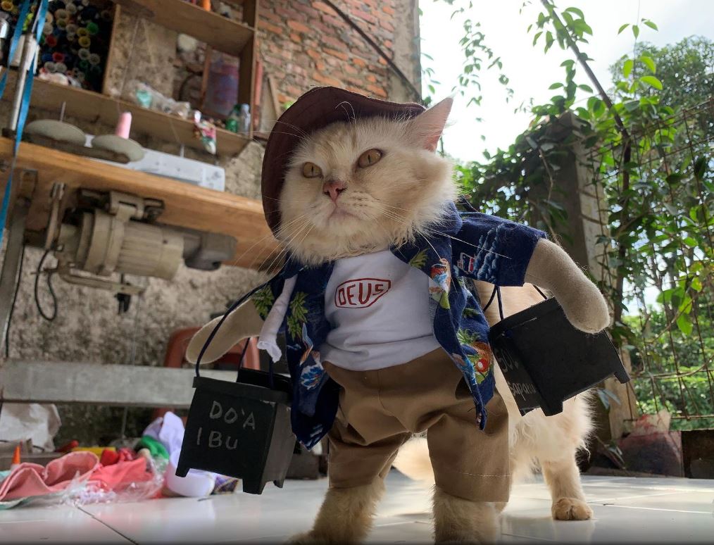 from hijabs to cosplay indonesian finds calling in cat fashion makeovers