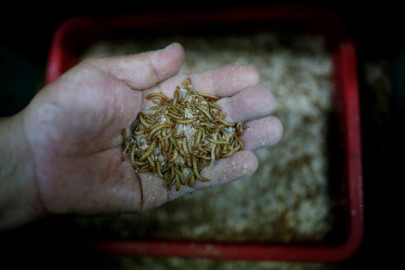 south korea looks to generate buzz for edible insects south korea looks to generate buzz for edible insects