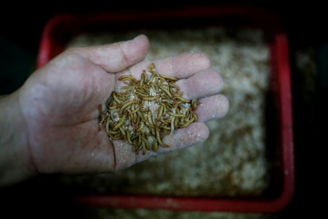 kim jong hee a edible insects farm owner checks edible mealworms in hwaseong south korea august 10 2016 photo reuters kim jong hee a edible insects farm owner checks edible mealworms in hwaseong south korea august 10 2016 photo reuters