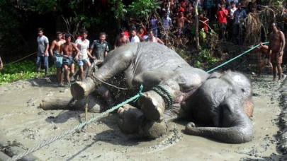 citizens concerned for safari park elephant citizens concerned for safari park elephant