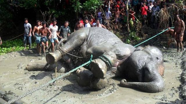 a team of bangladeshi forest officials hope to take the elephant to a safari park where it can be looked after photo afp a team of bangladeshi forest officials hope to take the elephant to a safari park where it can be looked after photo afp