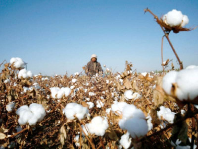textile giant stresses revival of cotton output textile giant stresses revival of cotton output