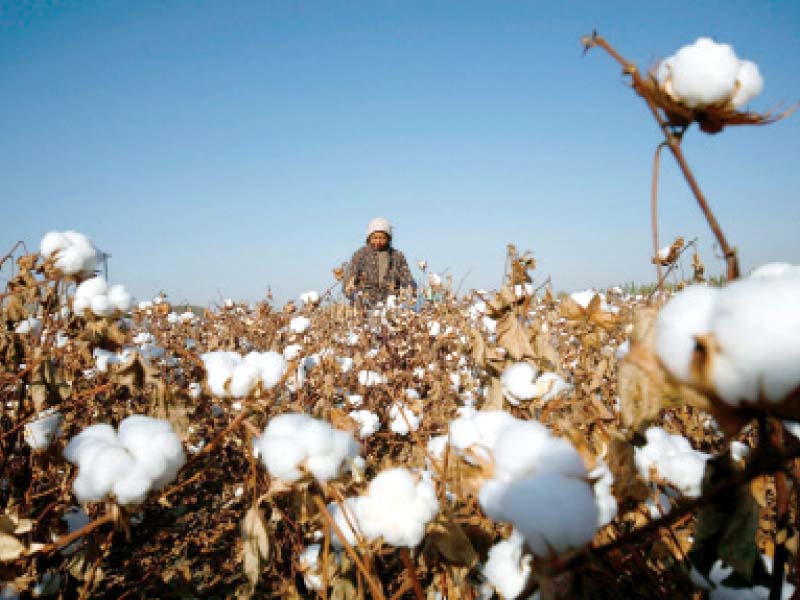 textile giant stresses revival of cotton output