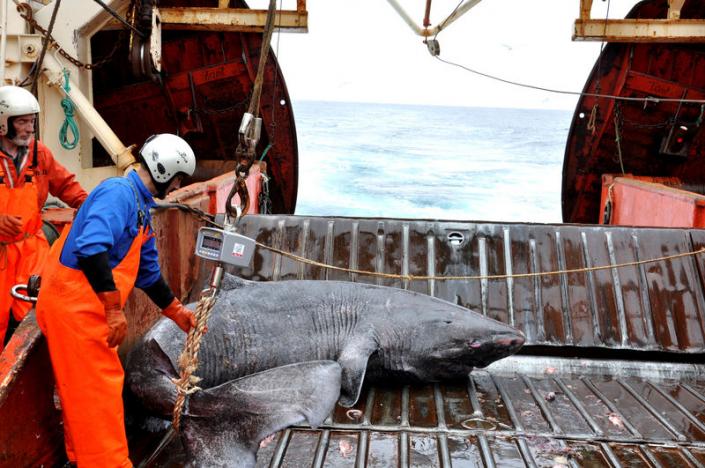 a greenland shark is seen on the research vessel pamiut in southwest greenland in this undated handout picture from julius nielsen photo reuters