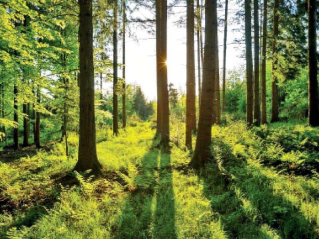 green stimulus initiative has led to the generation of 87 000 environment friendly jobs for the youth photo file green stimulus initiative has led to the generation of 87 000 environment friendly jobs for the youth photo file
