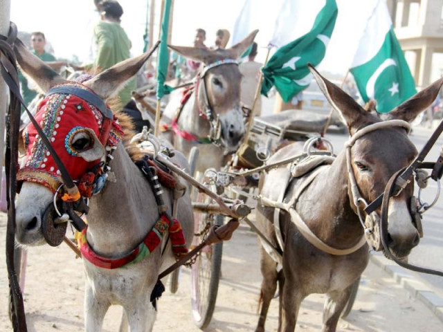 the donkey cart race organised by kmc from bilawal chowrangi to village restaurant on saturday was won by chota rocket ridden by tariq photos ayesha mir express the donkey cart race organised by kmc from bilawal chowrangi to village restaurant on saturday was won by chota rocket ridden by tariq photos ayesha mir express