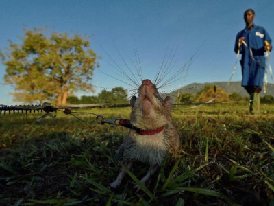 tanzanian rats with nose for trouble train to save lives tanzanian rats with nose for trouble train to save lives
