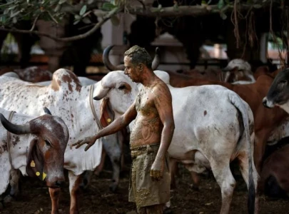 indian doctors warn against cow dung as covid cure