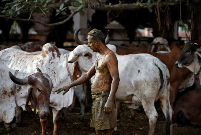 uddhav bhatia a frontline worker touches a cow after applying cow dung on his body during cow dung therapy believing it will boost his immunity to defend against the coronavirus disease covid 19 at the shree swaminarayan gurukul vishwavidya pratishthanam gaushala or cow shelter on the outskirts of ahmedabad india may 9 2021 reuters uddhav bhatia a frontline worker touches a cow after applying cow dung on his body during cow dung therapy believing it will boost his immunity to defend against the coronavirus disease covid 19 at the shree swaminarayan gurukul vishwavidya pratishthanam gaushala or cow shelter on the outskirts of ahmedabad india may 9 2021 reuters