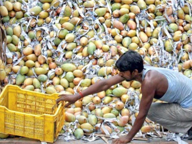 the mango export target is 150 000 tons for the current season which is estimated to fetch foreign exchange worth 127 5 million photo reuters the mango export target is 150 000 tons for the current season which is estimated to fetch foreign exchange worth 127 5 million photo reuters