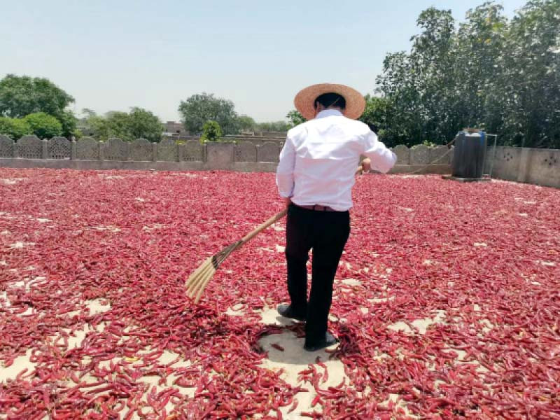 a chilli processing plant will be established in pakistan within three years to extract chilli pigment and chilli essence with an industrial output value of 200m photo china economic net