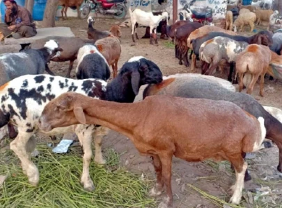 balkhi sheep entice citizens at cattle market
