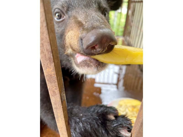 baloo enjoys fruit while in the custody of the islamabad wildlife management board photo twitter baloo enjoys fruit while in the custody of the islamabad wildlife management board photo twitter