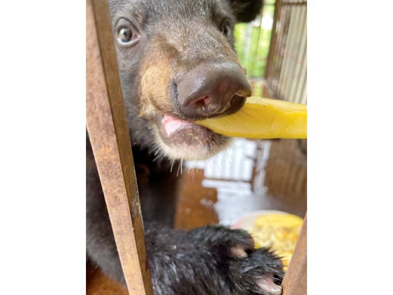 baloo enjoys fruit while in the custody of the islamabad wildlife management board photo twitter