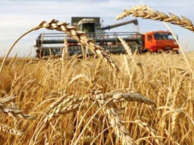 despite a huge subsidy on wheat export there is no encouraging signal from any country to import pakistan s product due to lower prices in the international market photo file despite a huge subsidy on wheat export there is no encouraging signal from any country to import pakistan s product due to lower prices in the international market photo file