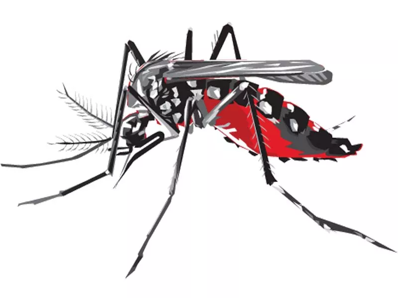 cm s adviser told that only one dengue patient is under treatment in rawalpindi cm s adviser told that only one dengue patient is under treatment in rawalpindi