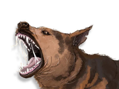 stray dogs on the loose in city stray dogs on the loose in city