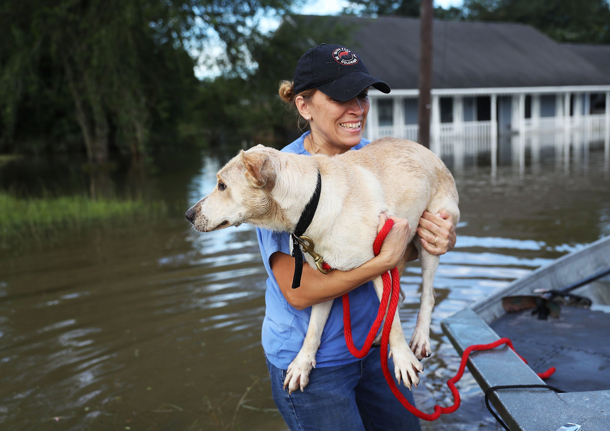 ann chapman from the louisiana state animal response team carries a dog she helped rescue from flood waters on august 15 2016 in baton rouge louisiana photo afp